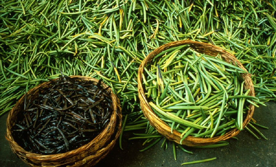 Vanilla-beans_web